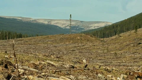 Lone surviving tree in a deforested mountain landscape Stockbeeldmateriaal 332959822