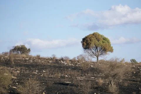 A lone, surviving tree in a recently burned forest Stock Photos
