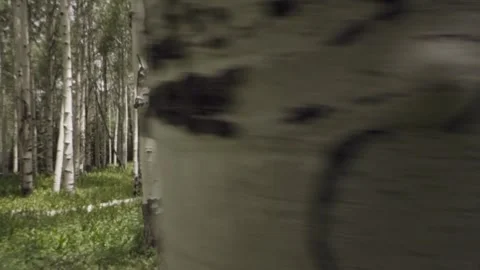 Lone Survivor Stock Footage 248497571