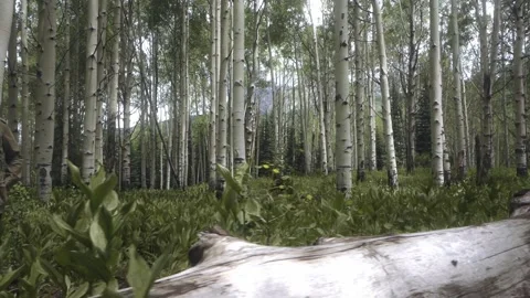 Lone Survivor Stock Footage 248497603