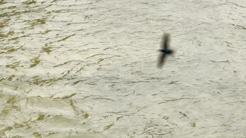 Lone Swallow Darts Swiftly Over Rippling River Water Stock Footage 334273647