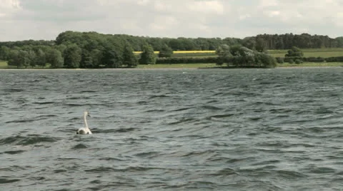 Lone Swan Video stock 24833051