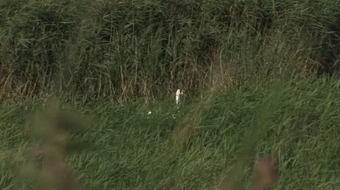 LONE SWAN IN MARSH Stock Footage 55772947