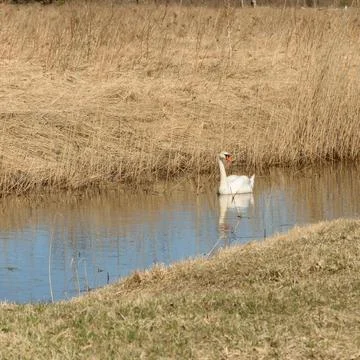 A lone swan swims in a ditch on a bright sunny day in early spring. Stock Photos