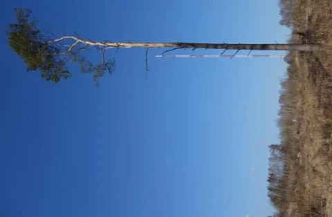 Lone tall pine tree vs. the Olsztyn Radio Mast Stock Photos
