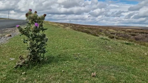 Lone thistle gently swaying in the wind Video stock 314168040