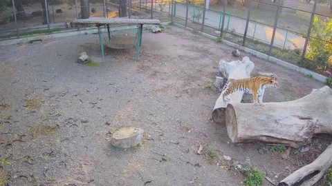 A lone tiger stands on the tree and looks out at his tigress Video stock 149823060