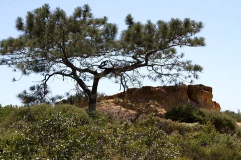 Lone Torrey Pine Stock Photos