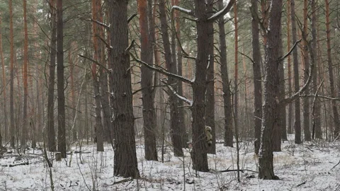 A lone traveller walking through a snow-covered pine forest Stock Footage 336178976