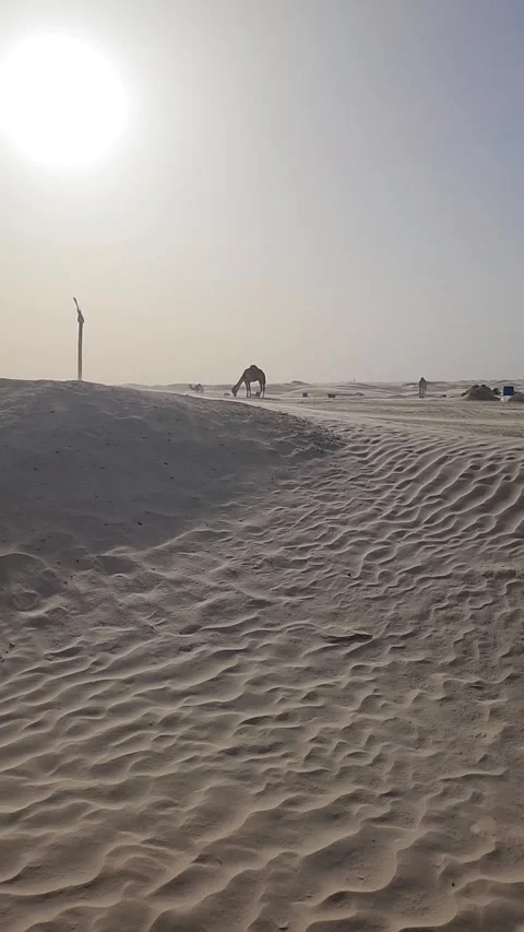 Lone Traveller Walking Toward Camel in Desert at Sunset Stock Footage 340359465