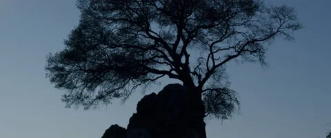 Lone Tree 2 Video stock 151310549