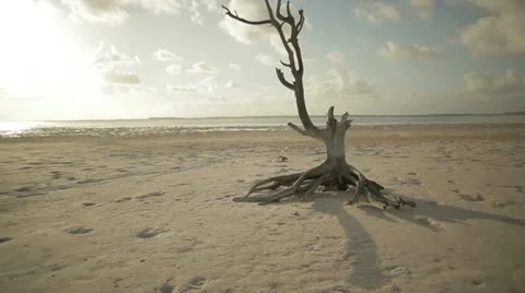 Lone Tree (2 shots) Stock Footage 21221460