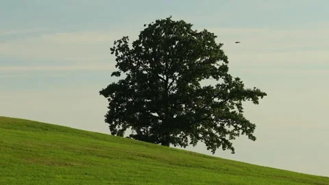 The lone tree 4k 25fps video Stock Footage 318673837