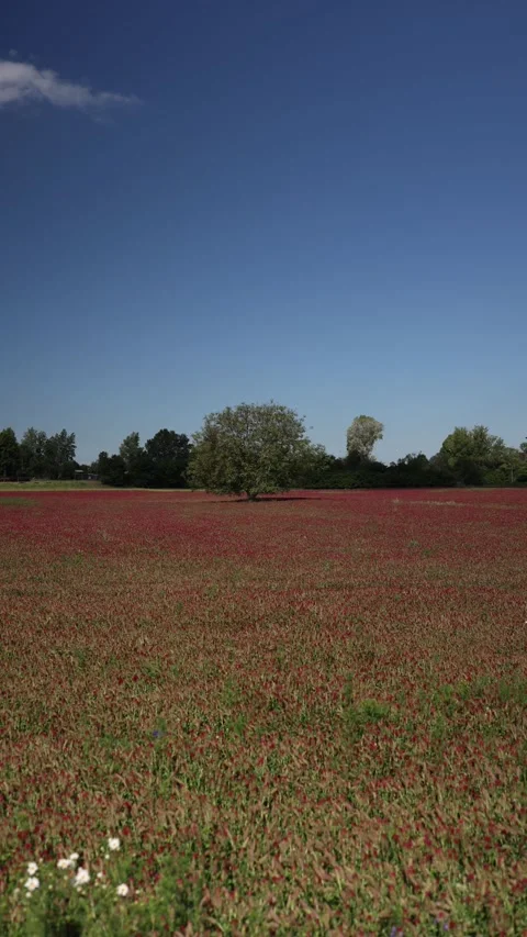 Lone tree above crimson clover field Stock Footage 336487329