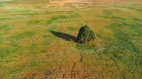 A lone tree from above with its shadow, in a crop field. Animal tracks Foto stock