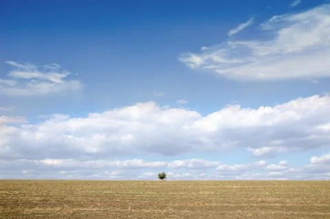 A lone tree across the cleared field Stock Photos