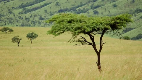 Lone tree in Africa Stock Footage 232871312