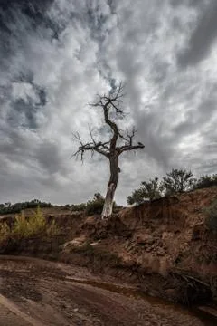 Lone tree against dramatic sky in the canyon Stock Photos