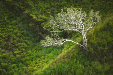 The lone tree among the green grass. Asian scene. Fotos Stock