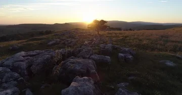 Lone tree among limestone Stock Footage 86010951