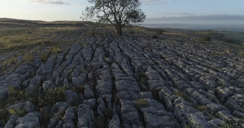 Lone tree among a limestone pavement Stock Footage 116694817