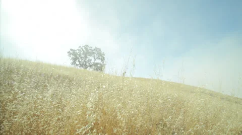 Lone Tree among Rolling Hills of grass and hay fields Stockbeeldmateriaal 31741228