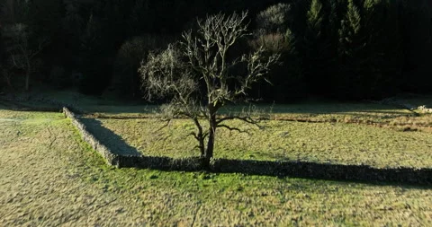 Lone tree and forest in Swaledale Stock Footage 327475115