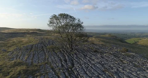 Lone tree and limestone pavement Video stock 116708155