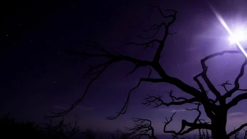 Lone tree and the moon Stock Footage 72325183