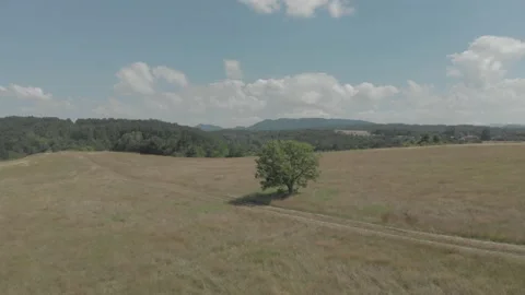 A Lone Tree And Path in The Middle of The Field, Drone Footage Video stock 163653140