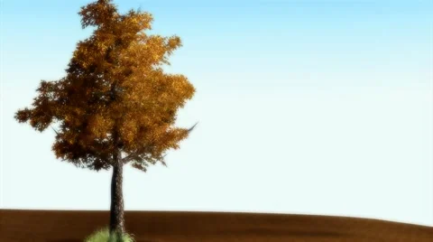 LONE TREE AND SUNSET Stock Footage 45993840