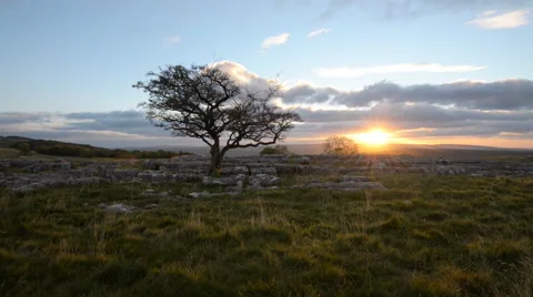 Lone tree and sunset Stock Footage 59538969