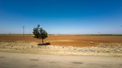 Lone Tree in Arid Landscape Stock Photos