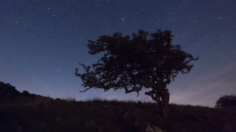 Lone tree astro time lapse Stock Footage 37902406