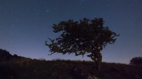 Lone tree astro time lapse Stock Footage 38103463