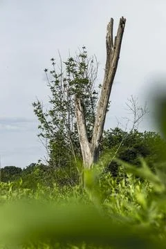 Lone Tree in the background Foto stock