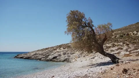 Lone tree on a beach Stock Footage 217936148