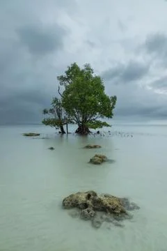 Lone tree at the beach. Stock Photos