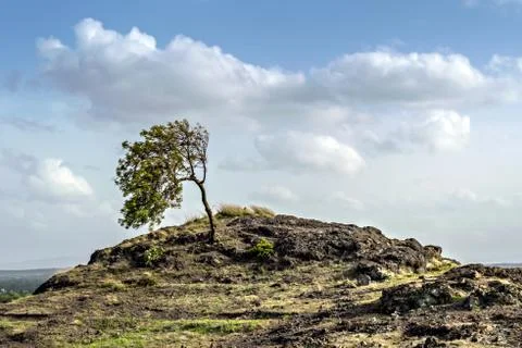 A lone tree bent due high velocity winds on a hill at Dhvalagad fort. Stock Photos
