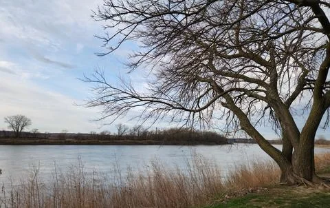 Lone tree beside calm river with open sky Stock Photos