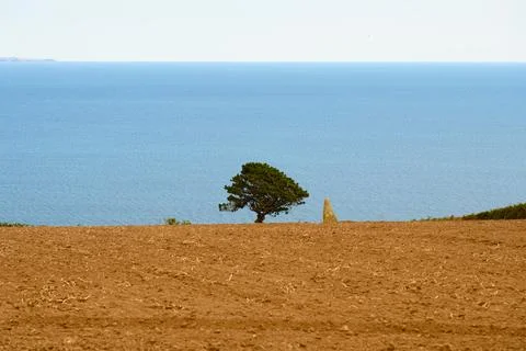 Lone tree beside standing stone on ploughed field above sea, Cornwall Stock Photos