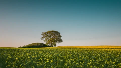 Lone Tree in Blooming Yellow Canola Field Under Blue Sky Stock Footage 341878494