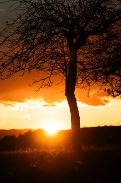 Lone tree on a bright orange sunset background Stock Photos