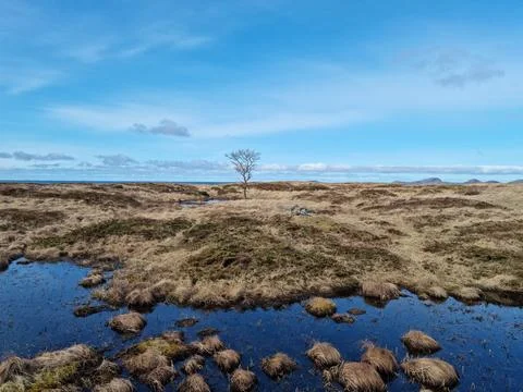 Lone tree on brown march woth blue sky backdrop Stock Photos