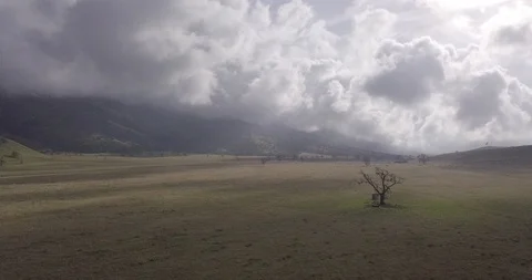 Lone Tree In California With Clouds Stock Footage 101406561