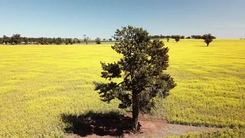 Lone Tree in Canola Field Stock Footage 156872927