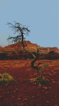 Lone Tree in Capitol Reef State Park Foto stock