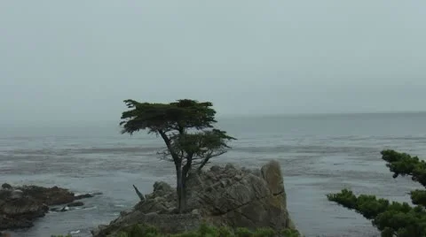 Lone Tree Carmel Video stock 11299272