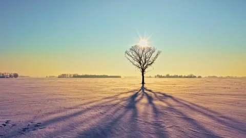 Lone tree casting long shadow on fresh snow field at sunrise in Latvia parallax Stock-Footage 327497838
