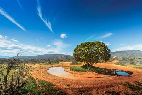Lone tree in a circular patch of mud in grassy mountain landscape in Sedona Stock Photos